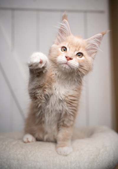 好奇好玩的缅因猫举起爪子