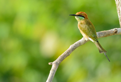 绿食蜂鸟(Merops orientalis)