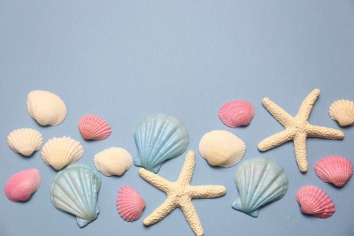 壳牌、海、收藏