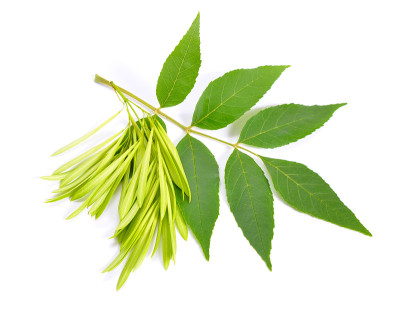 白蜡，也叫白蜡树，或欧洲白蜡树。有种子的绿叶。孤立在白色