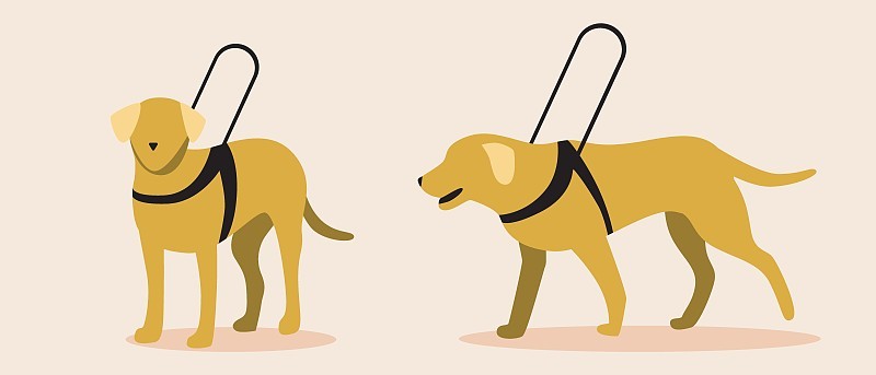 导盲犬孤立，平面矢量股票插图设置或收集黄色拉布拉多犬作为盲人助手或同伴