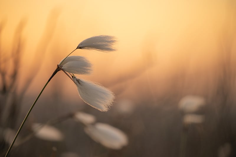 常见Cottongrass