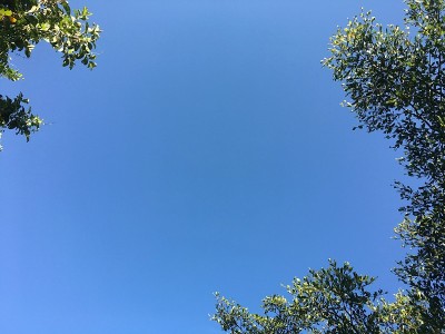 象牙端叶和枝叶以蓝天为背景