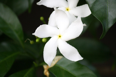 黑纱茉莉花