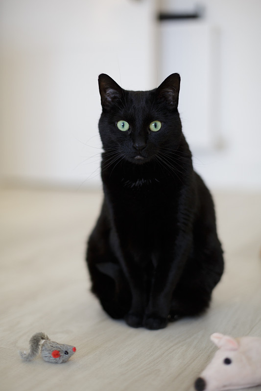 家有黑猫