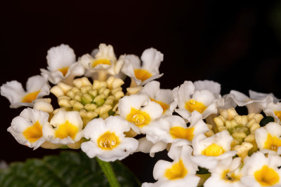 马缨花