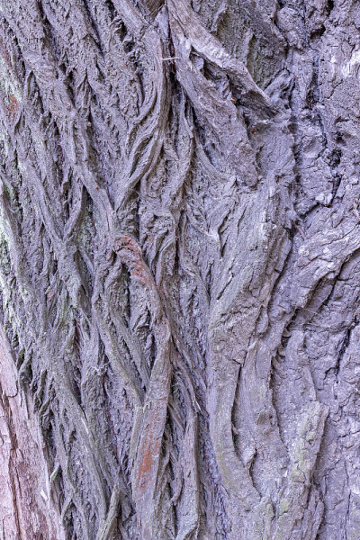 背景柳树树皮纹理抽象易碎