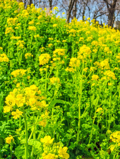 根岸县森林公园的油菜花(横滨市根岸县，神奈川县)