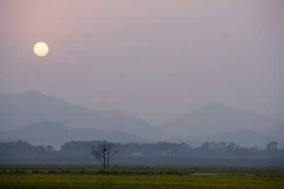 油菜花,日落