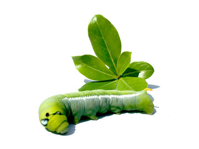 近距离观察美丽的绿色毛虫。