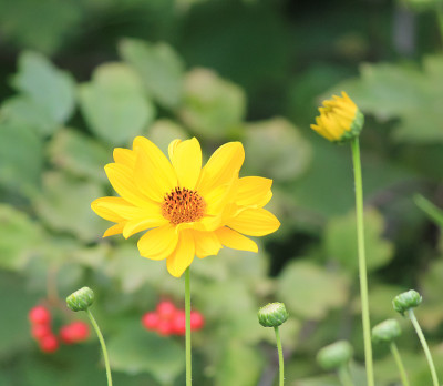 不同的花
