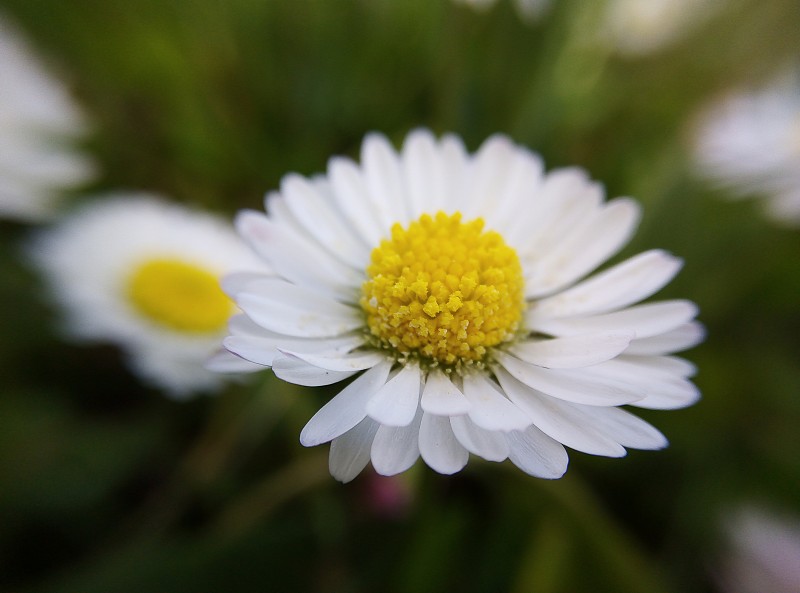 雏菊花