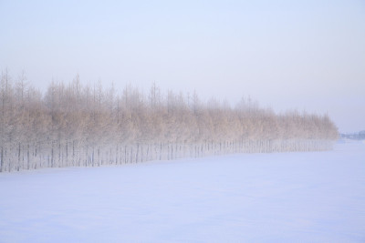 落叶松防风林的雪