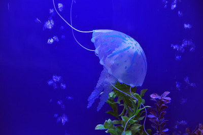 水母