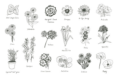 春天花矢量彩色插图集