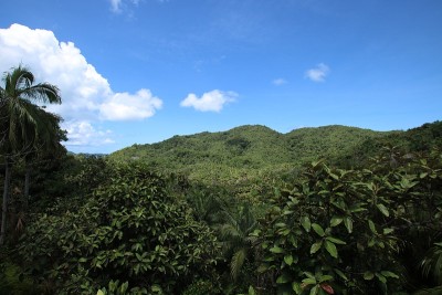 Vallée de Mai自然保护区，Praslin岛，塞舌尔，印度洋，非洲