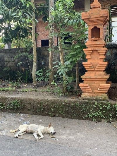 睡觉的狗