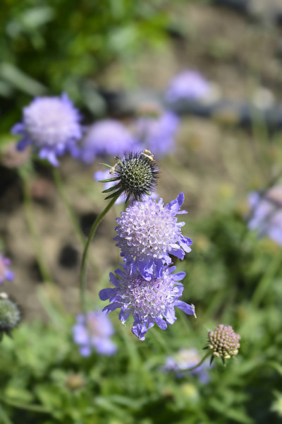 在那里scabious