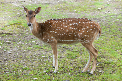 Chital(轴心)，又称花鹿。