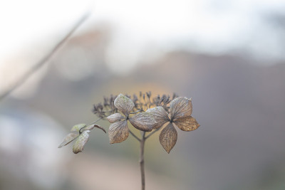 枯萎的花朵