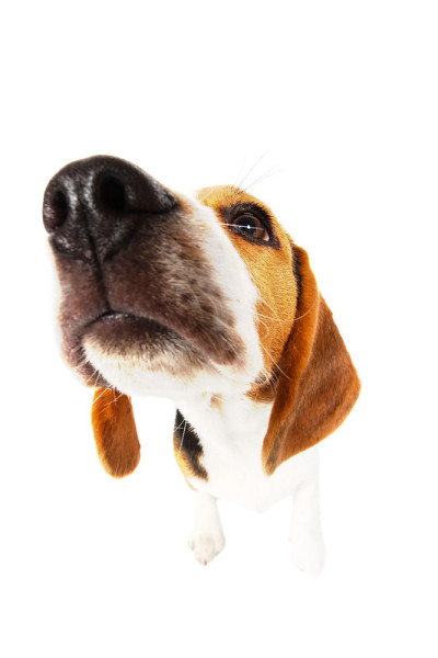 比格犬孤立在白色上
