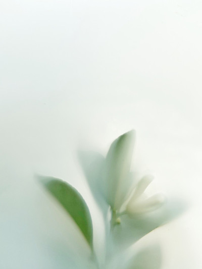 明亮背景下的柑橘自由开花