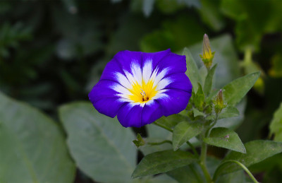 泥鳅花的开花。