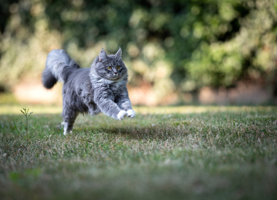 户外猫