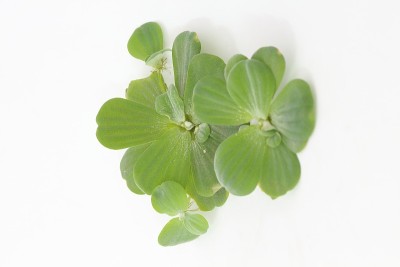 产卵绿色的白色背景埃里克森。