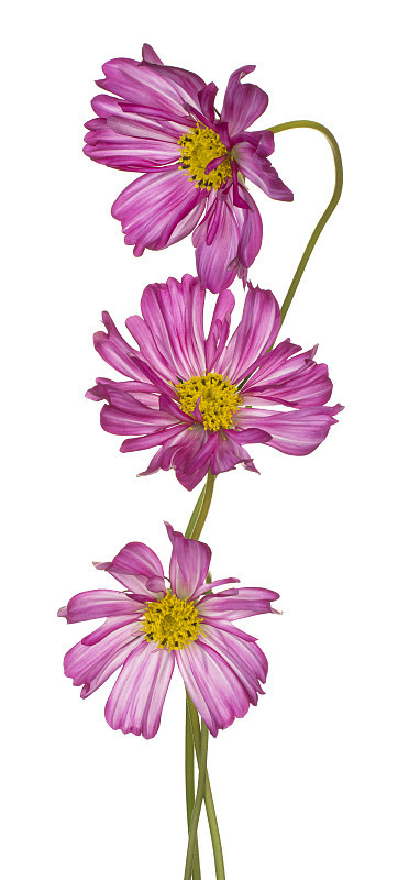花孤立