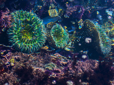 潮汐池中色彩鲜艳的海洋生物