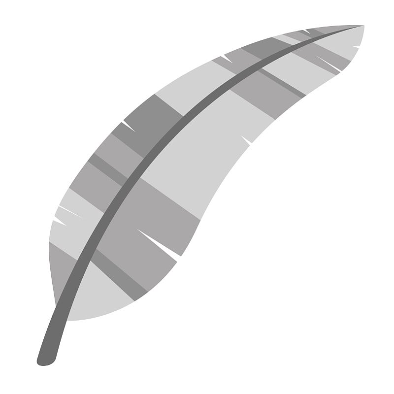 Isolated grey feather