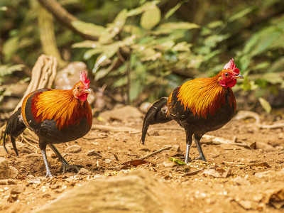 红原鸡(Gallus Gallus)被认为是家鸡的祖先。这种原鸡早在5000多年前就在亚洲被驯化了，