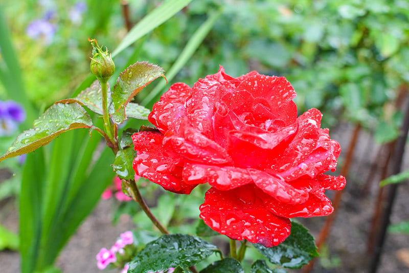 雨点落在红花上