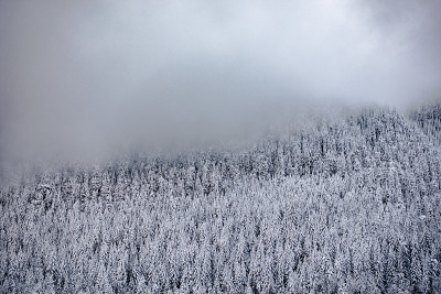 冬季景观-雾山新鲜的雪在树的背景