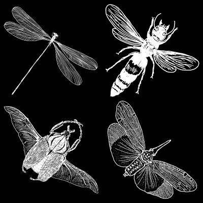Insect stipple drawing set isolated. Insects and b