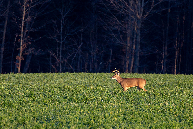 11月，白尾鹿(odocoileus virginianus)站在威斯康星州的牧场上