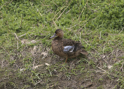 肉桂青色(雌性)(anas cyanoptera)