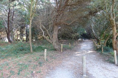 针叶林边境布列塔尼Finistère法国