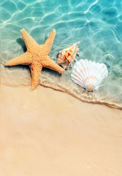 海星和贝壳在夏天的海滩上的海水里。