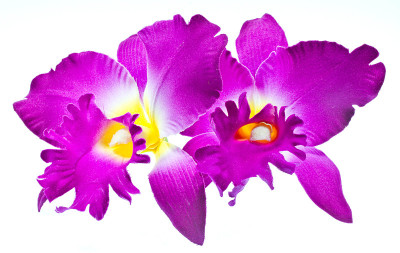 卡特利亚兰花。