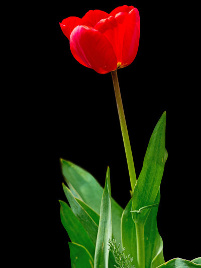 红色郁金香花孤立