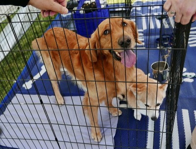 板条箱里的金毛寻回犬，等待收养