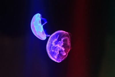水母