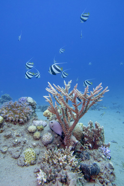 热带海底色彩斑斓，风景如画的珊瑚礁，巨大的acropora珊瑚和成群的旗鱼，水下景观
