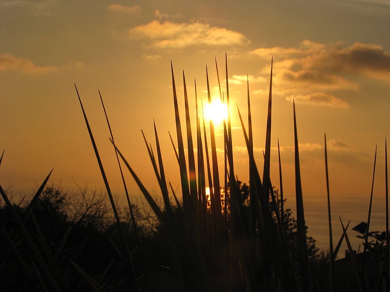 夕阳又一次落在芦苇丛间