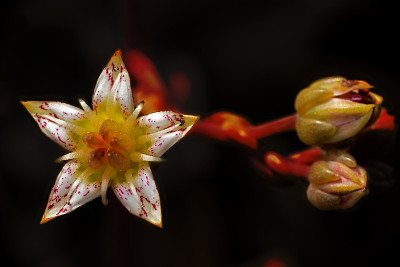 多汁的花