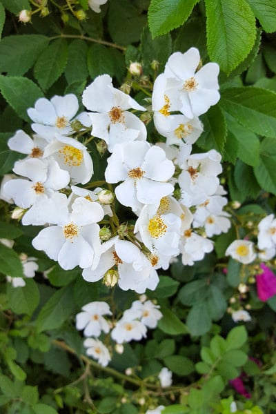 野蔷薇玫瑰开花