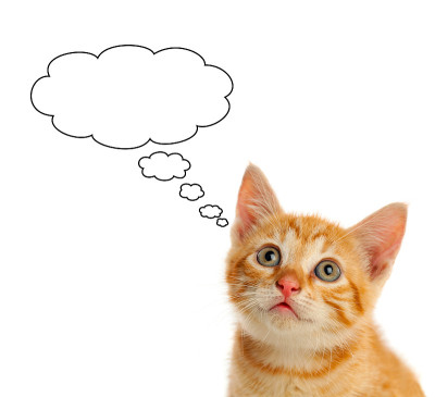 沉思的小红猫抬起头