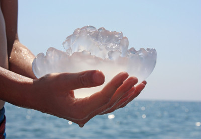 水母